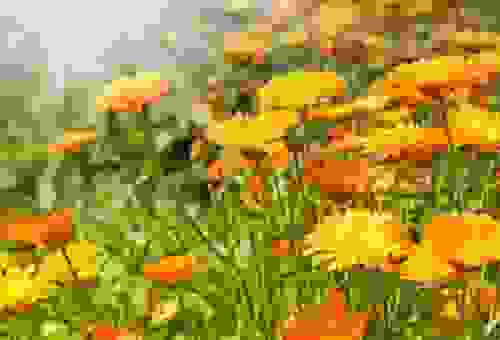 Fiori Arancioni Ideali Per Portare Colore Nel Giardino Autunnale