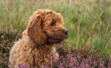 Come Eliminare Il Cattivo Odore Del Cane Prevenzione E