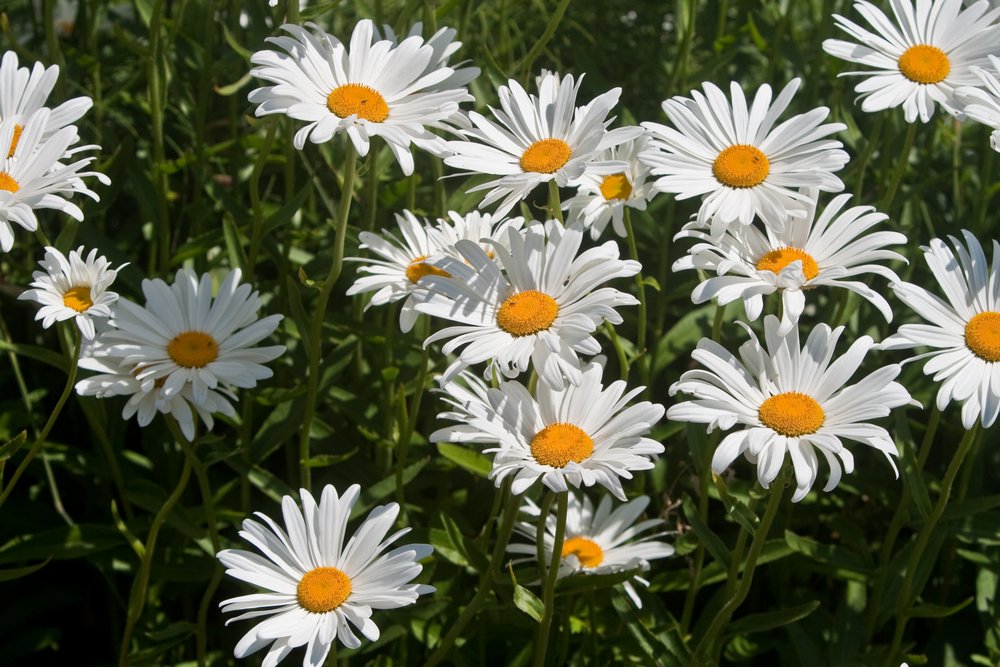 Anthemis Nobilis