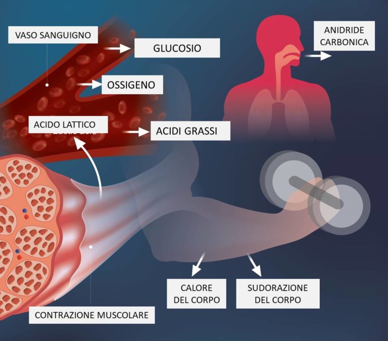 Acido Lattico: Cos'è E Come Se Ne Previene L'accumulo Dopo Uno Sforzo