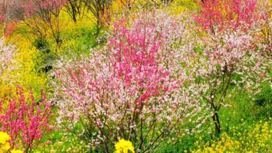 E’ arrivata la primavera