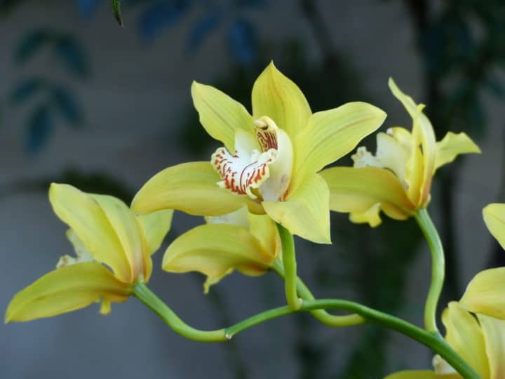 Cymbidium Coltivazione Cure E Consigli Per Unottima Fioritura 7621