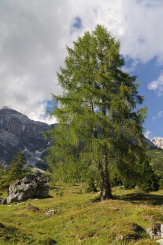 Larice: caratteristiche dell’albero, del suo legno e le sue proprietà