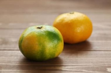 Tout ce qu'il faut savoir sur le miyagawa, le fruit à mi-chemin entre un pamplemousse et une mandarine