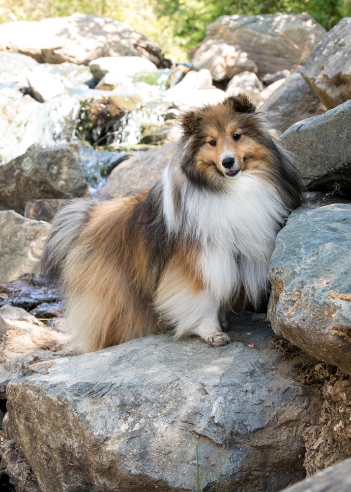 Pastore Delle Shetland Tutto Su Questo Cane Da Pastore