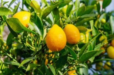 Tout savoir sur le limequat, le fruit à mi-chemin entre le citron vert et le kumquat