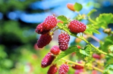 A la découverte du tayberry, le fruit à mi-chemin entre la framboise et la mûre