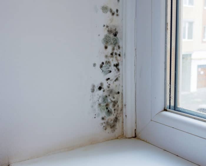 Deumidificatore casa muffa - Antimuffa per muro interni - Alternativa  efficace allo spray anti muffa - Anti muffa muri