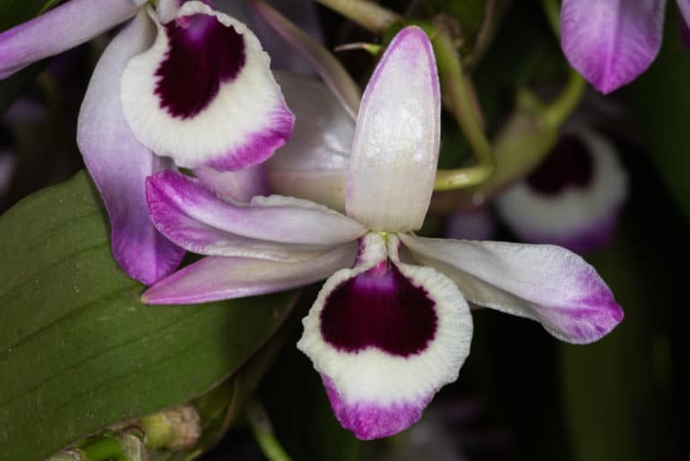 Dendrobium Dendrobium Nobile Caratteristiche E Consigli Per La Cura 1572