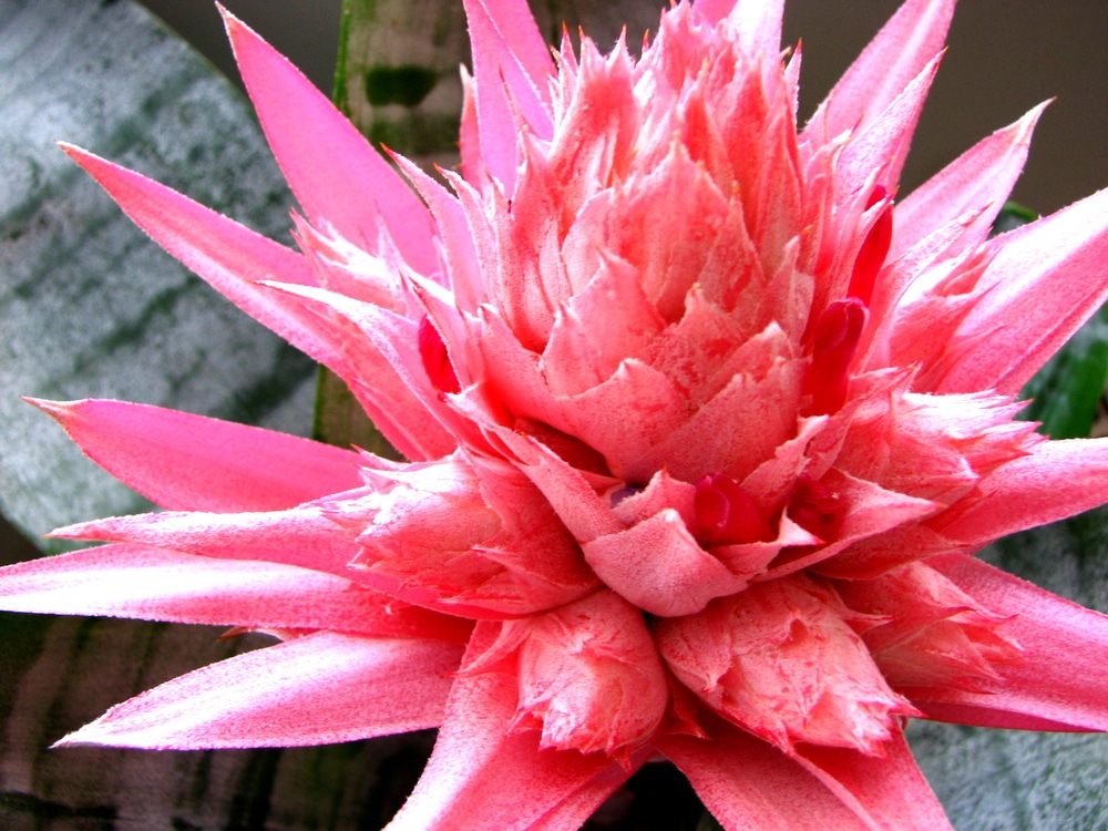 Bromelia, Che Passione: La Guida Per Coltivare Le Bromelie A Casa