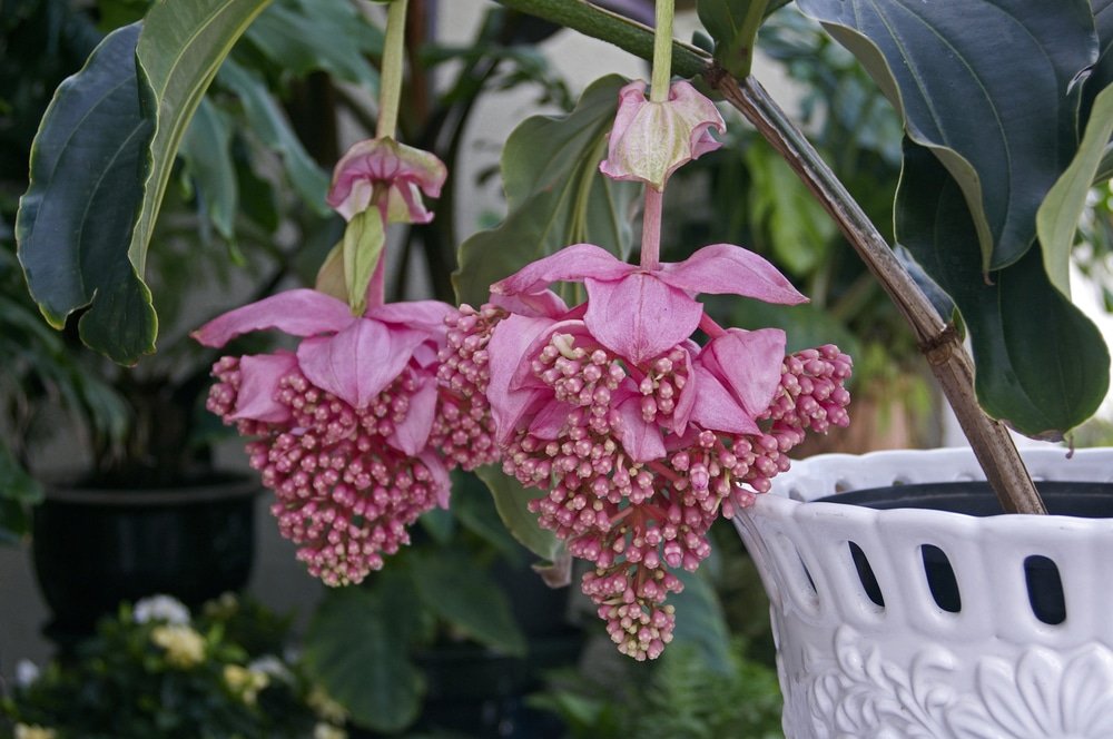 Medinilla magnifica: cura e coltivazione di questa bella pianta tropicale