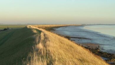 Wallasea Island: alla scoperta della riserva naturale più grande d'Europa