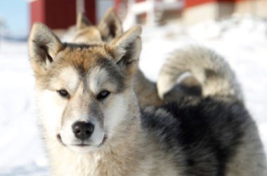 Groenlandais, le beau chien arctique qui résiste aux intempéries polaires