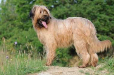 Berger de la Brie, le chien utilisé en zoothérapie