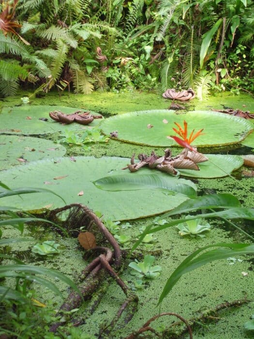 Eden Project