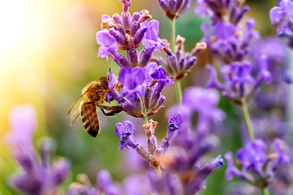 Plantes Et Arbustes Qui Attirent Les Insectes Pollinisateurs | Conseils ...