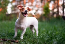 cane che vive di più: jack russell terrier