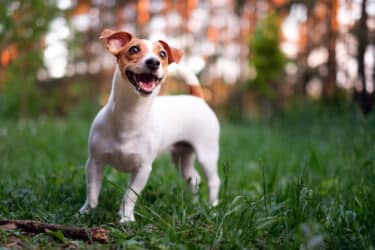 Qual è la razza di cane che vive di più?