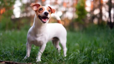 cane che vive di più: jack russell terrier