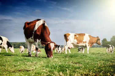 Aumenta il volume dei capelli sottili con lo shampoo alla pipì di mucca