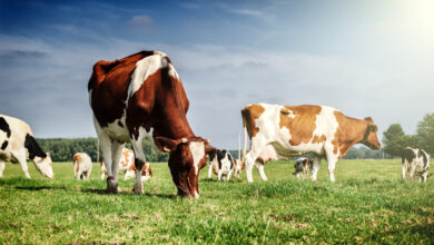 shampoo alla pipì di mucca