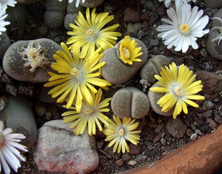 Tutto Sul Lithops La Pianta Grassa Che Sembra Un Sasso