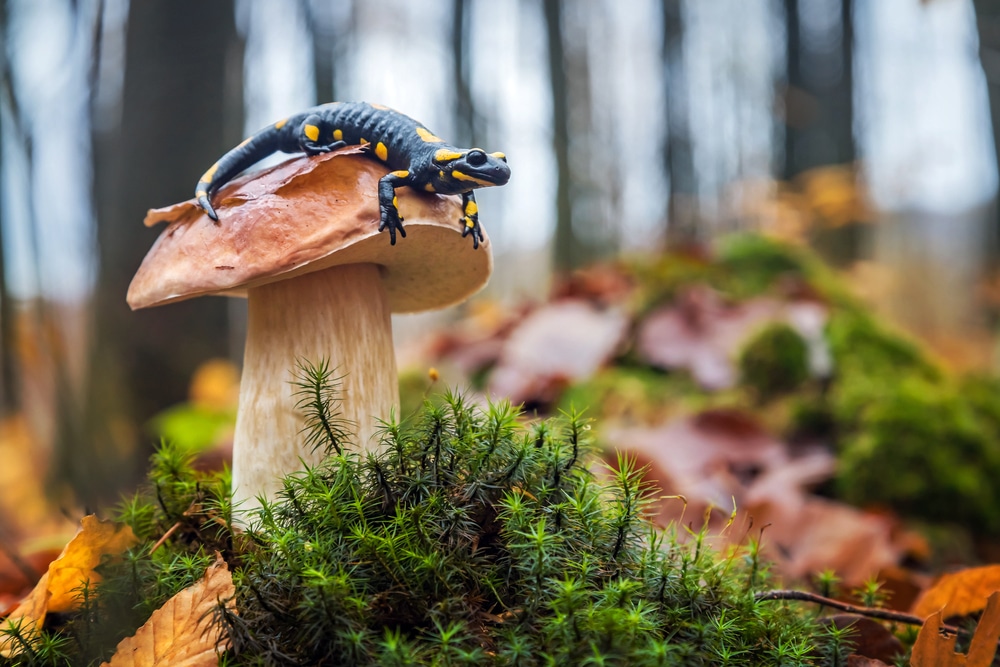 Scopriamo che cos è la biodiversità e perché è così importante