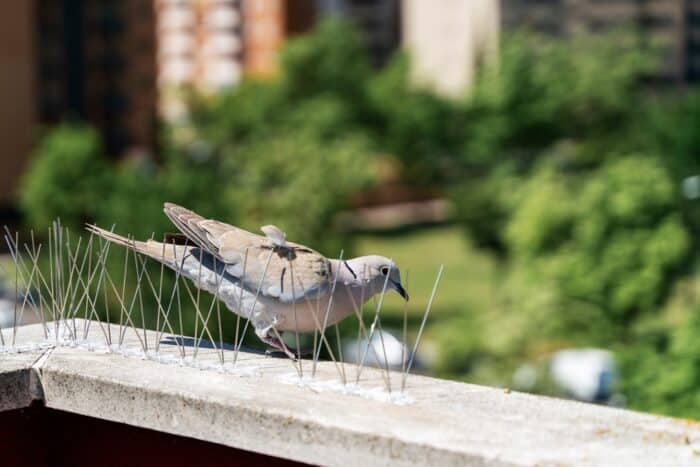 Come allontanare i piccioni dal balcone con rimedi naturali