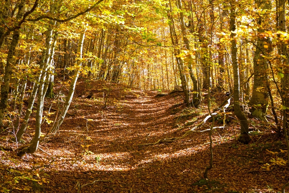 Parco Nazionale Del Pollino: Fauna, Flora Come Arrivare E Dove Dormire