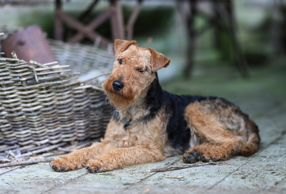 Welsh Terrier caratteristiche e carattere del terrier del Galles