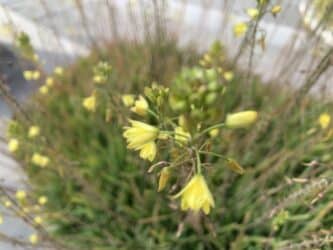 Bulbine: guida completa alla coltivazione e cura di questa pianta succulenta del Sud Africa