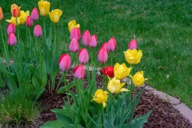I nostri consigli utili per coltivare i tulipani