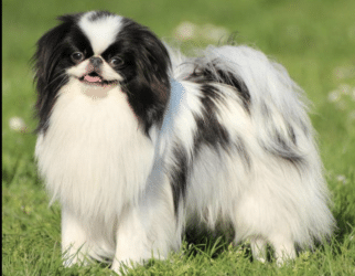 Chin giapponese: il piccolo e grazioso cane da sempre amato dalla nobiltà