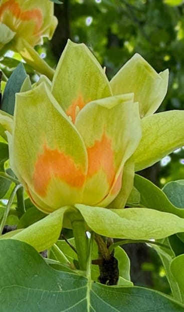 albero dei tulipani cura