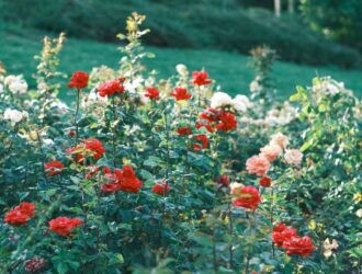Come curare le rose: la nostra guida
