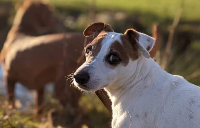 cane che vive di più: Jack Russell Terrier