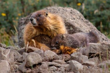 Tutto sulla marmotta