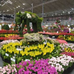 Euroflora: cos’è e quando si terrà la prossima edizione