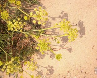 Finocchio marino o Crithmum maritimum, erba spontanea molto aromatica