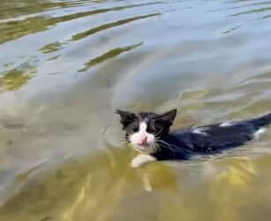 Perché i gatti odiano l’acqua?  perché il vostro felino ne ha paura e come aiutarlo