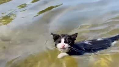 Perché i gatti odiano l'acqua