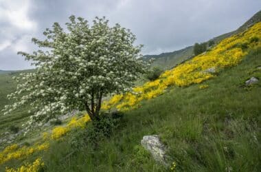 Le migliori oasi naturalistiche in Italia: guida a un viaggio tra natura e biodiversità