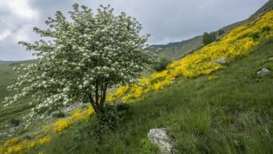 Riserva di Torreguaceto - Foto dal sito ufficiale riservaditorreguaceto.it