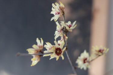 Quali sono le piante che fioriscono a gennaio