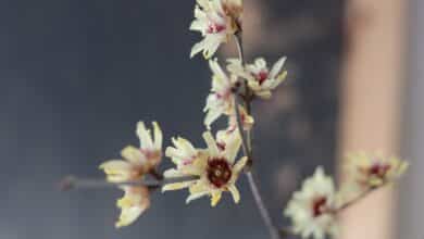 Quali sono le piante che fioriscono a gennaio