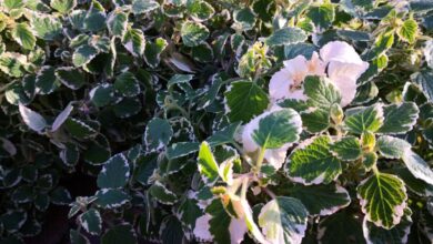 Come curare la pianta dell'incenso, chiamata Plectranthus coleoides