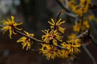 Quali sono le piante che fioriscono a marzo