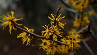 Quali sono le piante che fioriscono a marzo