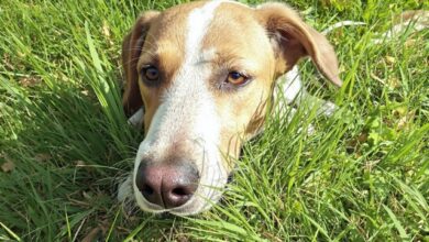 cane per una famiglia numerosa