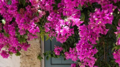 Quali sono le piante che fioriscono in agosto